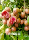 郁南紫肉黄皮果