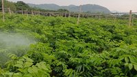 郁南无核黄皮苗