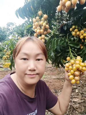 郁南无核黄皮果苗